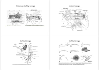 AnatomiAnatomi dandan MorfologiMorfologi SeranggaSerangga
http://sarwoedi.files.wordpress.com/2008/11/09-serangga.jpghttp://universe-review.ca/I10-82-grasshopper.jpg
AnatomiAnatomi SeranggaSerangga
MorfologiMorfologi SeranggaSerangga MorfologiMorfologi SeranggaSerangga
 