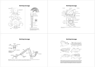MorfologiMorfologi SeranggaSerangga MorfologiMorfologi SeranggaSerangga
MorfologiMorfologi SeranggaSerangga MorfologiMorfologi SeranggaSerangga
 