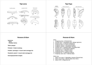 TipeTipe LarvaLarva TipeTipe PupaPupa
PerananPeranan didi AlamAlam
Herbivora:
- Hama
- Pemakan Gulma
Vektor patogen
Polinator lebah, kumbang
Predator: pemangsa musuh alami serangga lain
Parasitoid: parasit musuh alami serangga lain
Scavenger/pemakan bangkai
PerananPeranan didi AlamAlam
Hama
1. Penggulung daun Erionota thrax
2. Pemakan daun Spodoptera litura, Valanga nigricornis
3. Pengorok daun Liriomyza huidobrensis
4. Penggerek batang Chilo saccariphagus
5. Penggerek cabang Rhytidodera simulans
6. Pemakan akar Lepidiota stigma, Phylopaga helleri
7. Pembuat puru Procontarinia matteiana
8. Penghisap buah Helopeltis antonii
9. Penghisap polong Nezara viridula
10. Penghisap bulir Leptocorisa oratorius
11. Penghisap cairan daun Bemisia tabaci
Vektor virus
1. Vektor virus tungro Nephotettix virescens (Wereng hijau)
2. Vektor virus kuning Bemisia tabaci (Kutu kebul)
3. Vektor CVPD Diaphorina citri
 