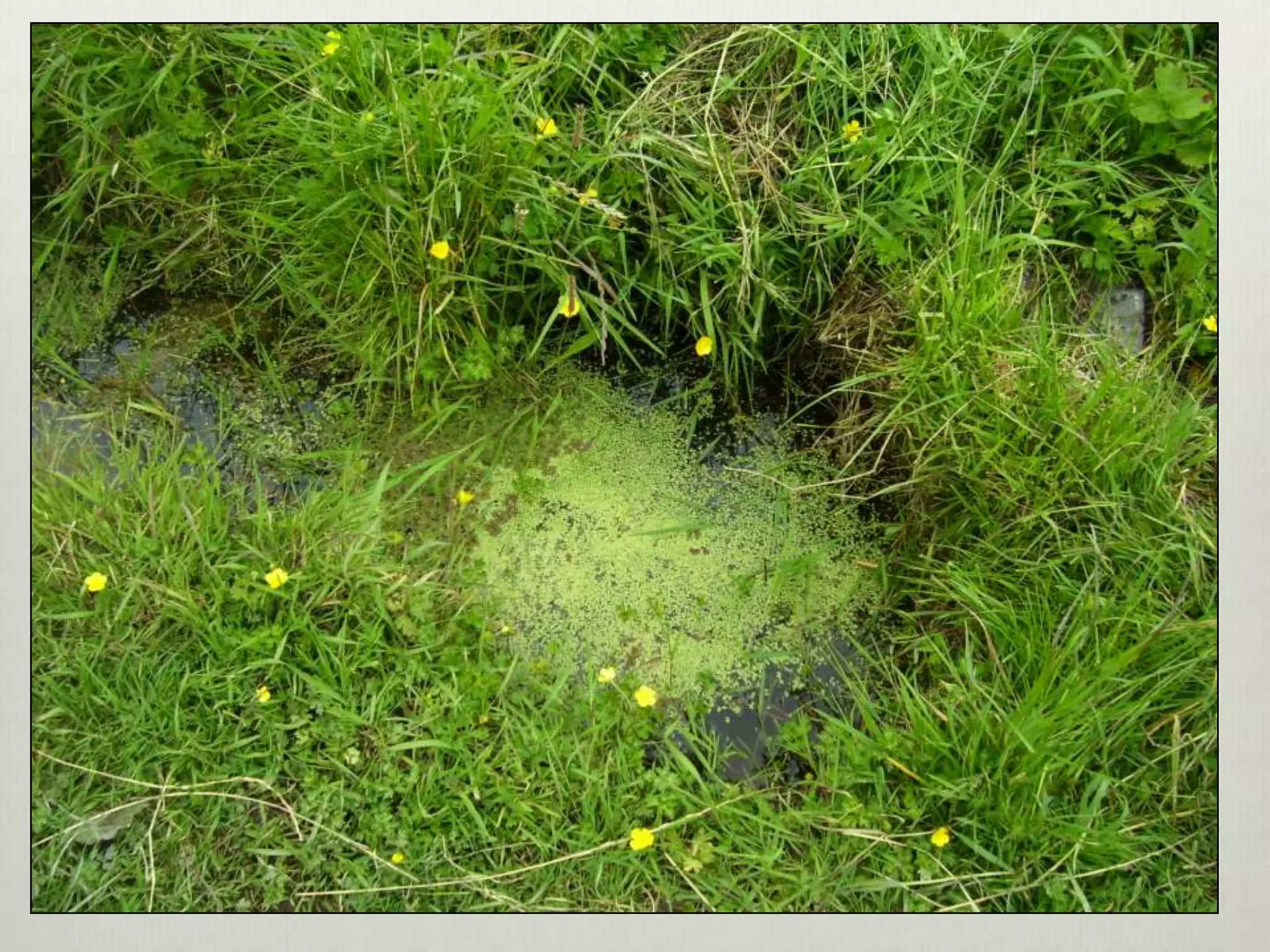 Perma aquaculture3-system examples