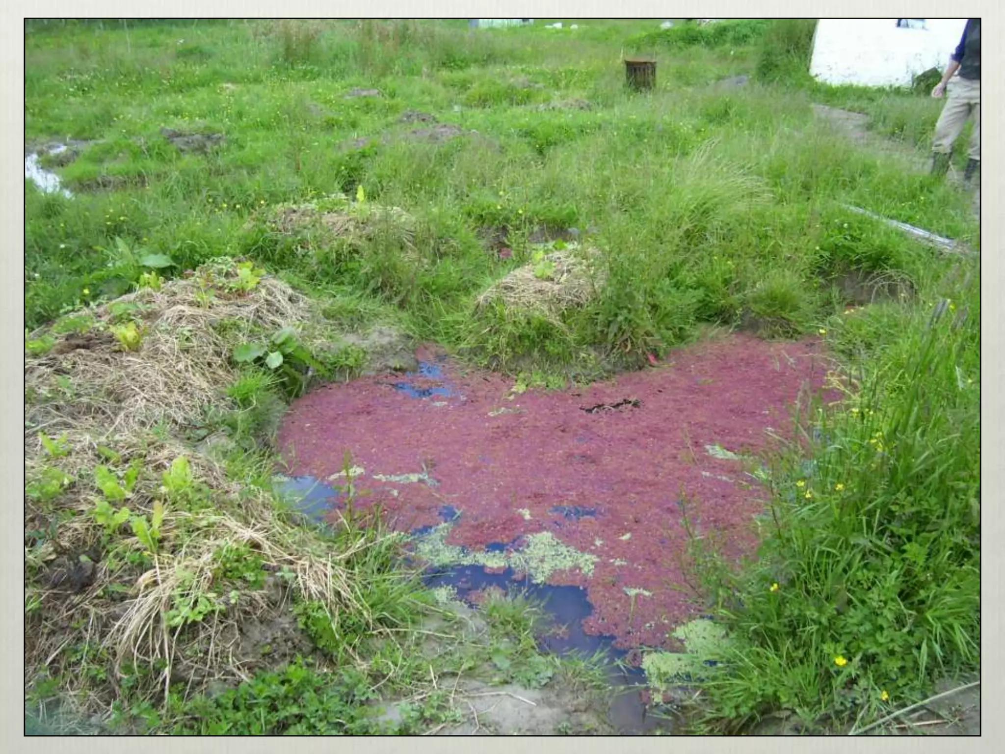 Perma aquaculture3-system examples