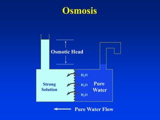 Osmosis
Osmotic Head
Pure
Water
Strong
Solution
H2O
H2O
H2O
Pure Water Flow
 