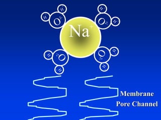 Na+
Membrane
Pore Channel
 