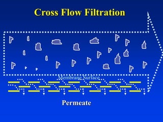 Cross Flow Filtration
Permeate
Membrane Surface
 
