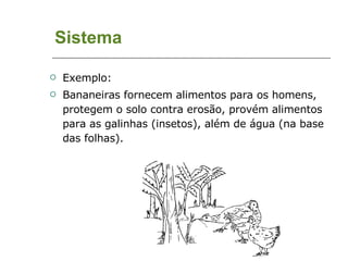 Sistema  Exemplo: Bananeiras fornecem alimentos para os homens, protegem o solo contra erosão, provém alimentos para as galinhas (insetos), além de água (na base das folhas). 