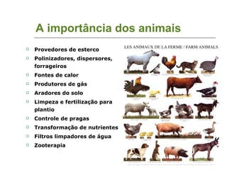 A importância dos animais Provedores de esterco Polinizadores, dispersores, forrageiros Fontes de calor Produtores de gás Aradores do solo Limpeza e fertilização para plantio Controle de pragas Transformação de nutrientes Filtros limpadores de água Zooterapia 