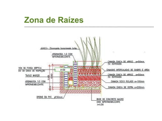 Zona de Raízes 