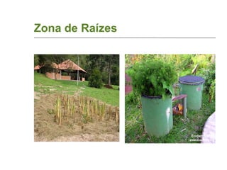 Zona de Raízes 