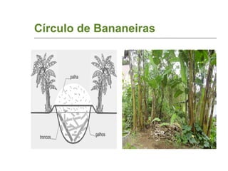 Círculo de Bananeiras 