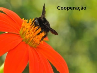 Cooperação
 