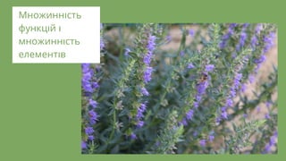 Множинн сть
функц й
множинн сть
елемент в
 