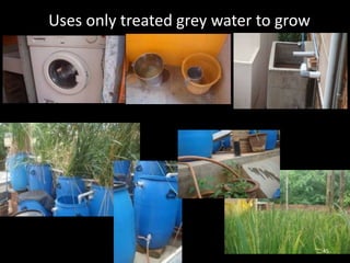 Uses only treated grey water to grow




                                       45
 