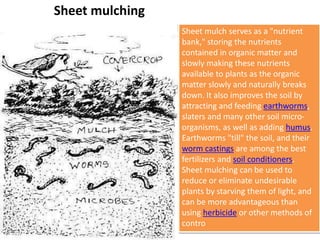 Sheet mulching
Sheet mulch serves as a "nutrient
bank," storing the nutrients
contained in organic matter and
slowly making these nutrients
available to plants as the organic
matter slowly and naturally breaks
down. It also improves the soil by
attracting and feeding earthworms,
slaters and many other soil micro-
organisms, as well as adding humus.
Earthworms "till" the soil, and their
worm castings are among the best
fertilizers and soil conditioners.
Sheet mulching can be used to
reduce or eliminate undesirable
plants by starving them of light, and
can be more advantageous than
using herbicide or other methods of
contro
 