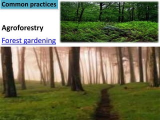 Common practices
Agroforestry
Forest gardening
 