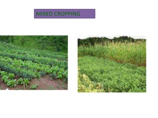 MIXED CROPPING
 