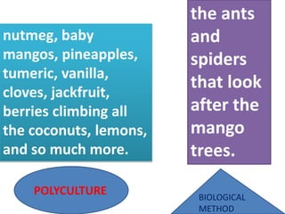 nutmeg, baby
mangos, pineapples,
tumeric, vanilla,
cloves, jackfruit,
berries climbing all
the coconuts, lemons,
and so much more.
the ants
and
spiders
that look
after the
mango
trees.
POLYCULTURE BIOLOGICAL
METHOD
 