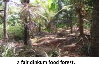 a fair dinkum food forest.
 