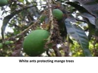 White ants protecting mango trees
 