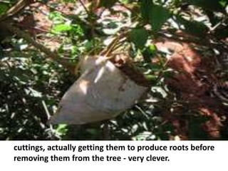 cuttings, actually getting them to produce roots before
removing them from the tree - very clever.
 