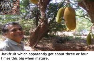 Jackfruit which apparently get about three or four
times this big when mature.
 