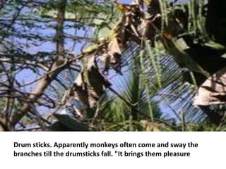 Drum sticks. Apparently monkeys often come and sway the
branches till the drumsticks fall. "It brings them pleasure
 