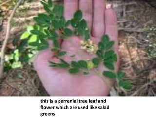 this is a perrenial tree leaf and
flower which are used like salad
greens
 