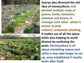 Soorya also divorced the old
idea of monoculture, and
planted multiple crops of
greens, herbs, tomatoes,
potatoes and beans, in
amongst each other which is
known as poly
culture/ companion planting.
It makes use of all the space
while also helping to avoid
disease by confusing the
pests. Permaculture is all
about mimicking nature and
while it may take longer to set
up, once established it mostly
looks after itself.
 