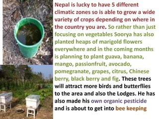 Nepal is lucky to have 5 different
climatic zones so is able to grow a wide
variety of crops depending on where in
the country you are. So rather than just
focusing on vegetables Soorya has also
planted heaps of marigold flowers
everywhere and in the coming months
is planning to plant guava, banana,
mango, passionfruit, avocado,
pomegranate, grapes, citrus, Chinese
berry, black berry and fig. These trees
will attract more birds and butterflies
to the area and also the Lodges. He has
also made his own organic pesticide
and is about to get into bee keeping
 