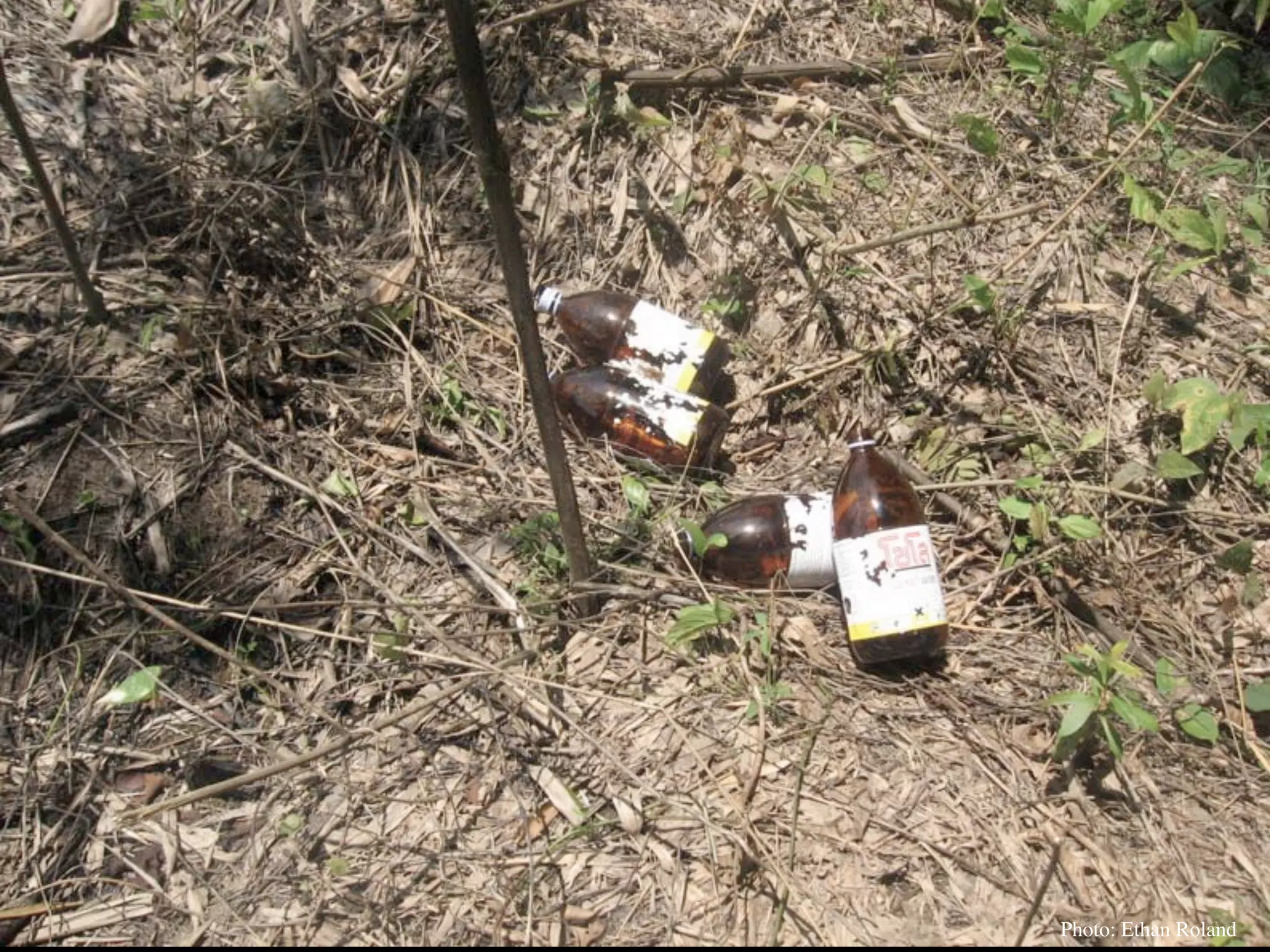 Permaculture Thailand