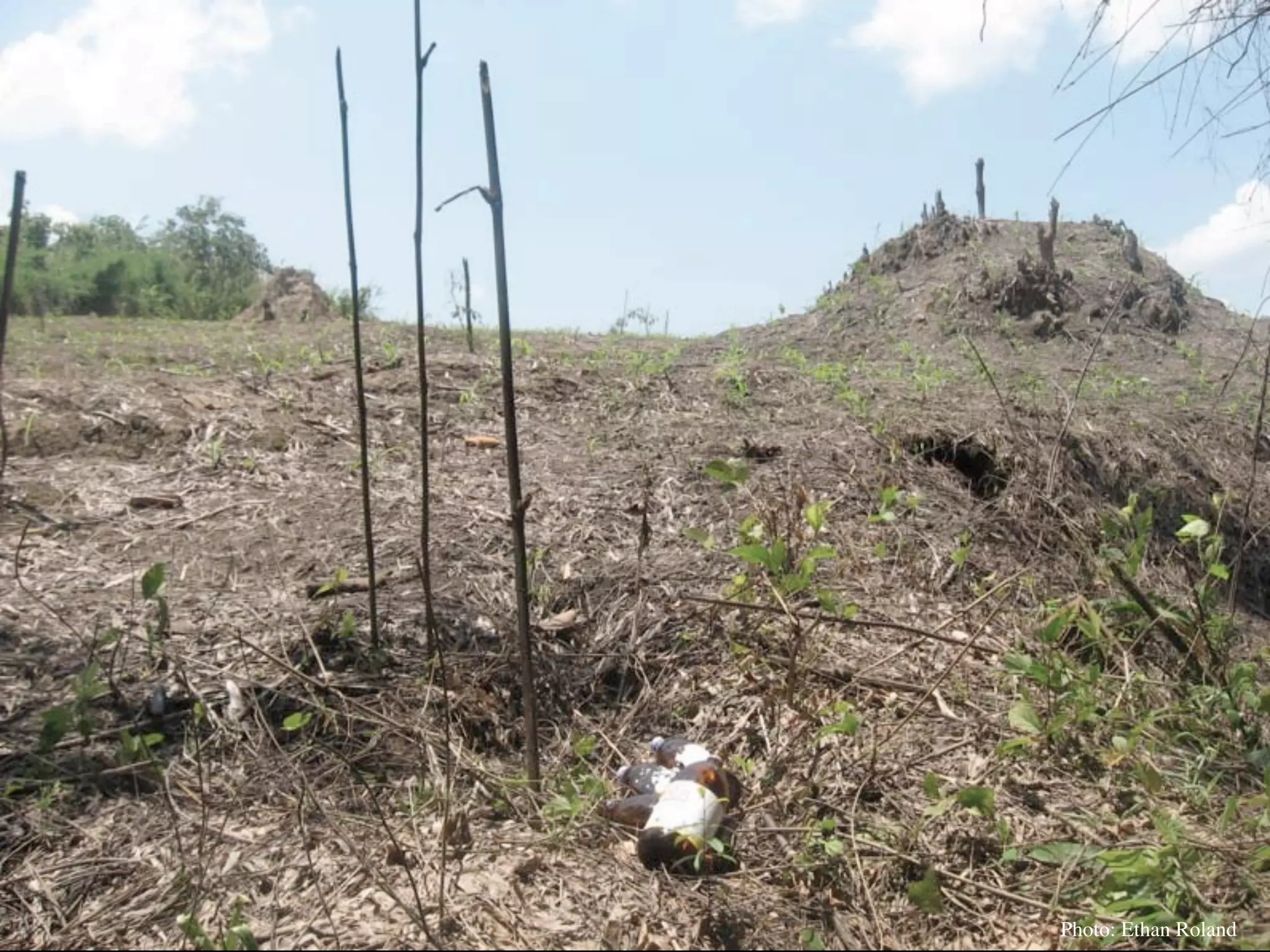 Permaculture Thailand