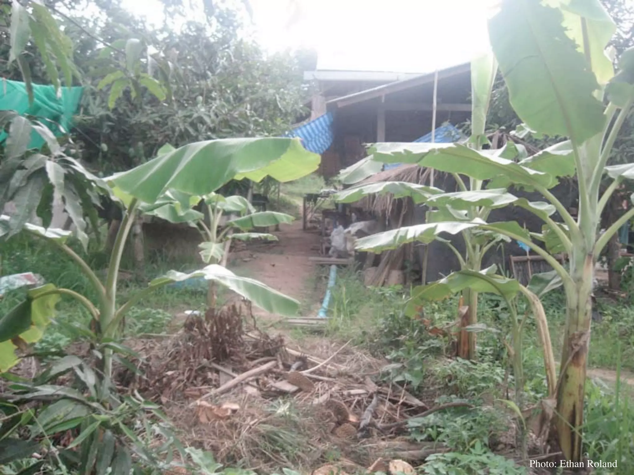 Permaculture Thailand