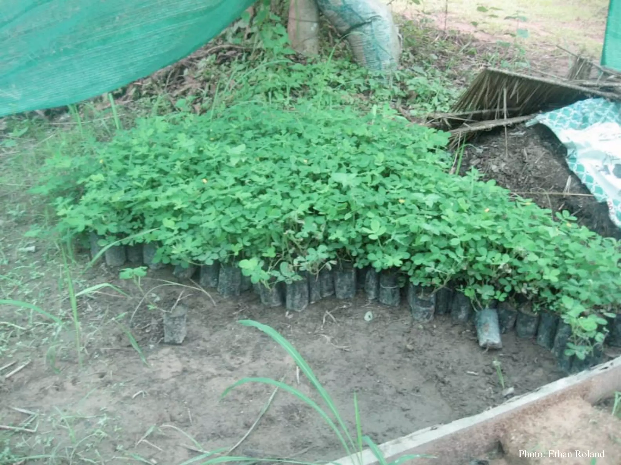 Permaculture Thailand