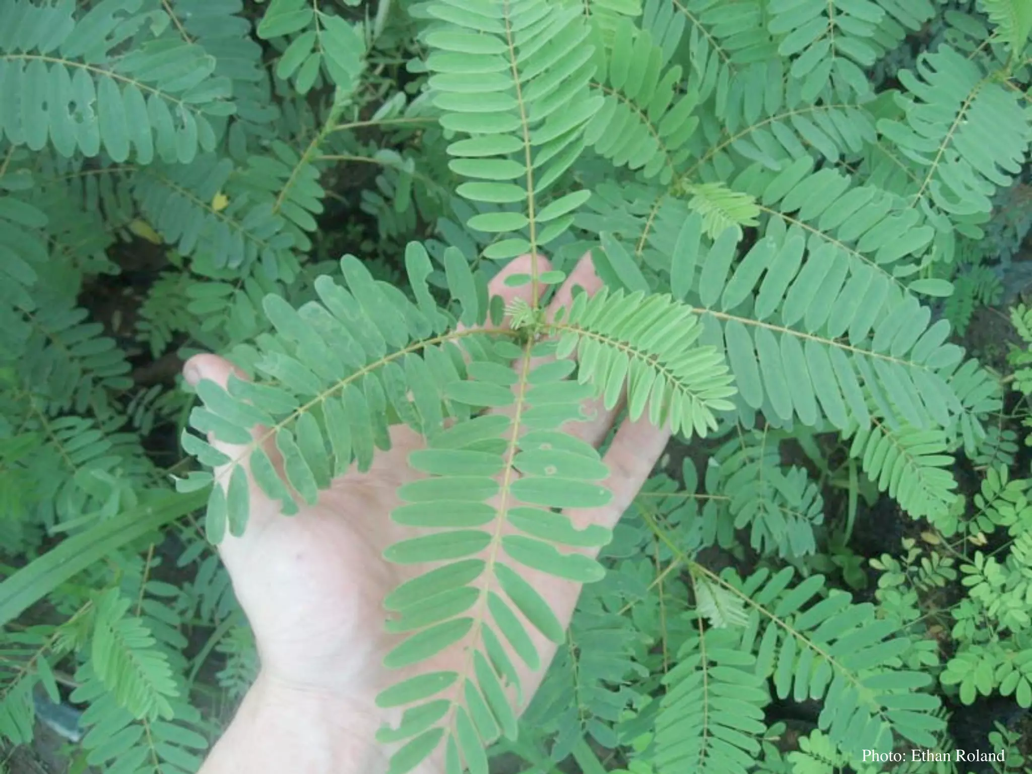 Permaculture Thailand