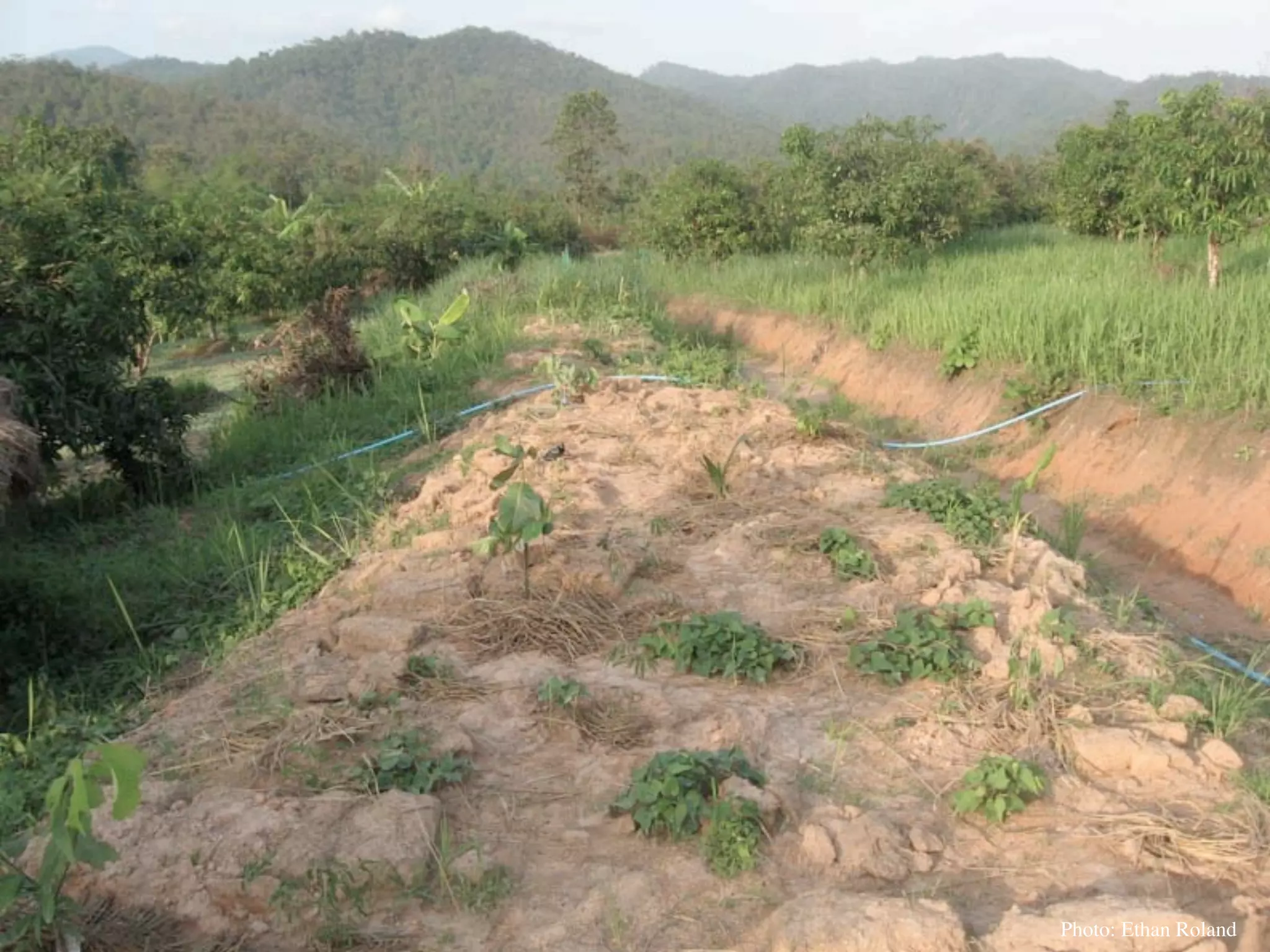 Permaculture Thailand
