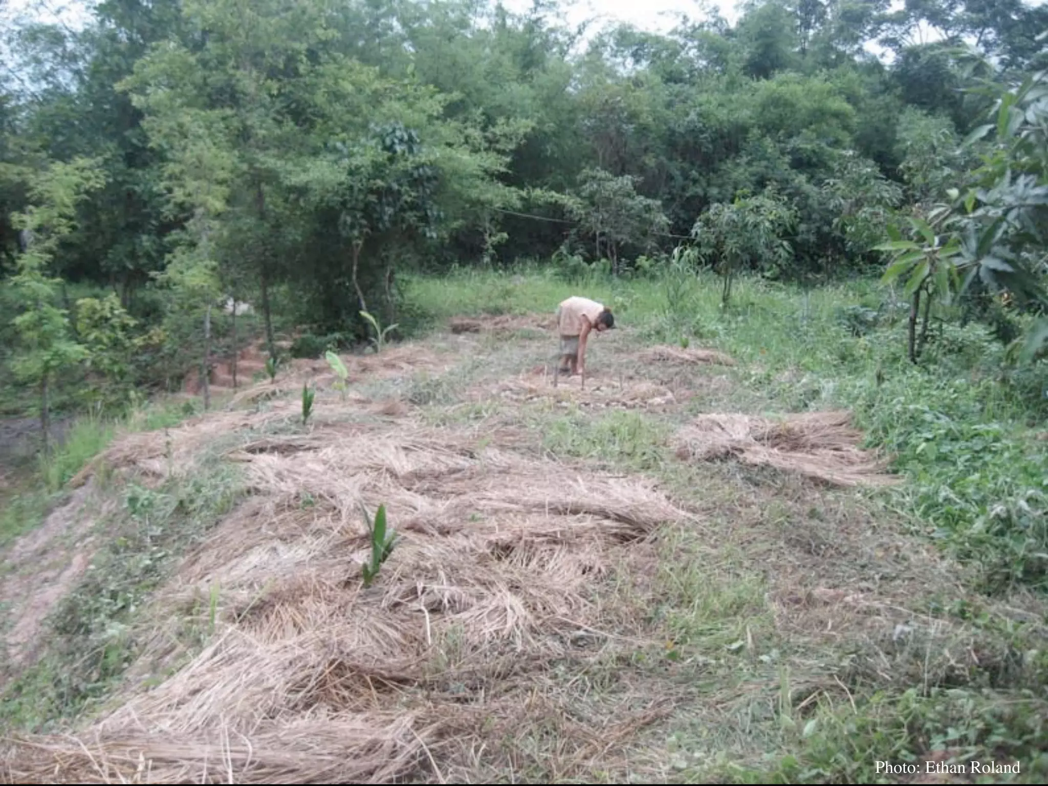 Permaculture Thailand