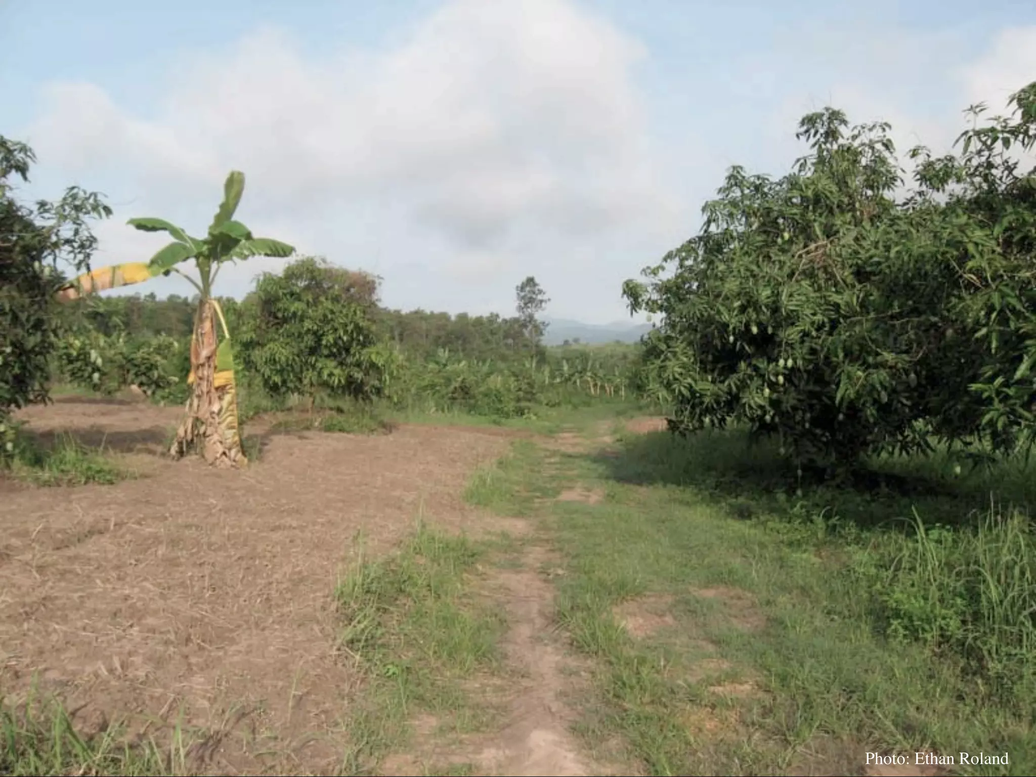Permaculture Thailand