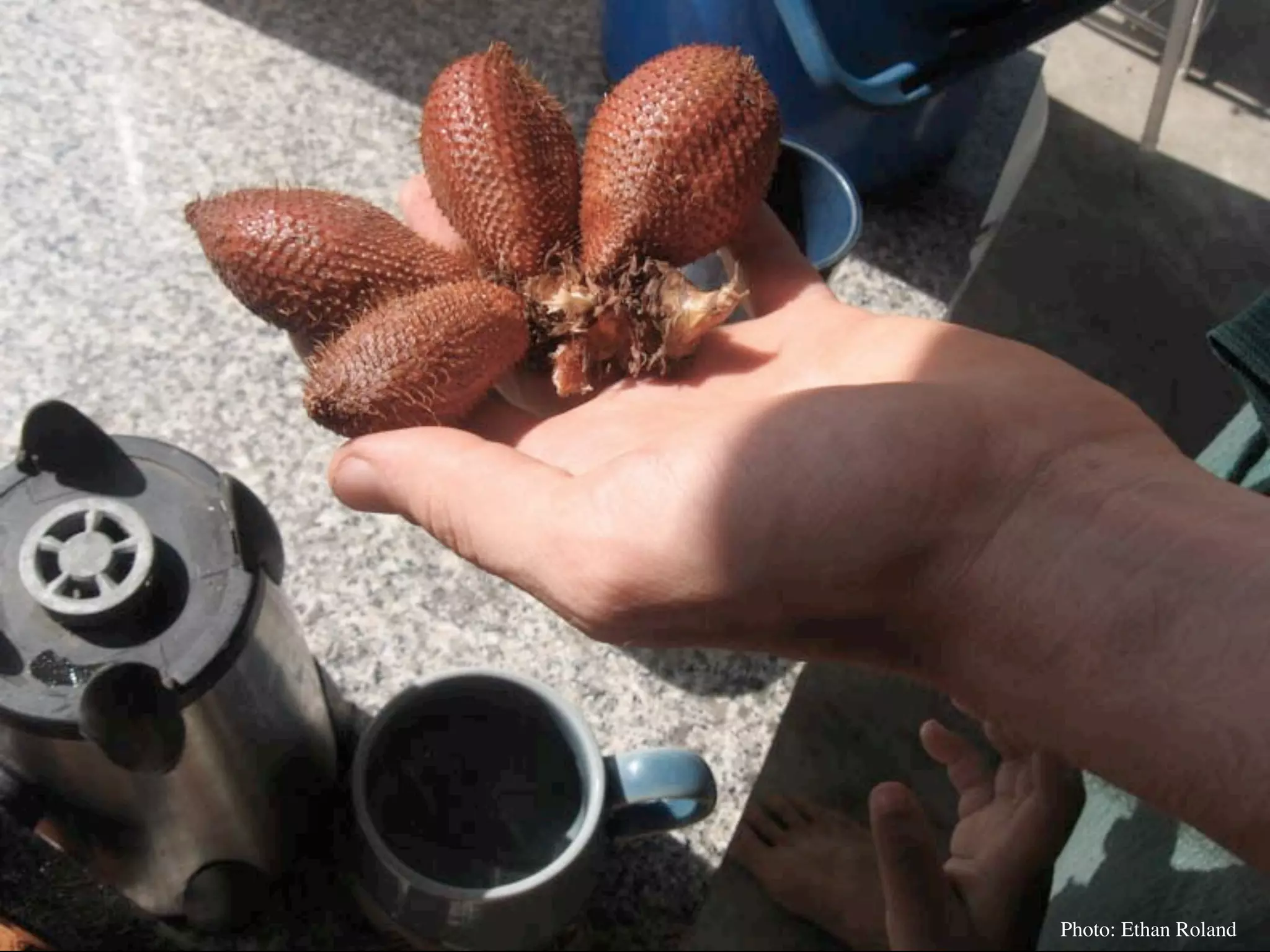 Permaculture Thailand