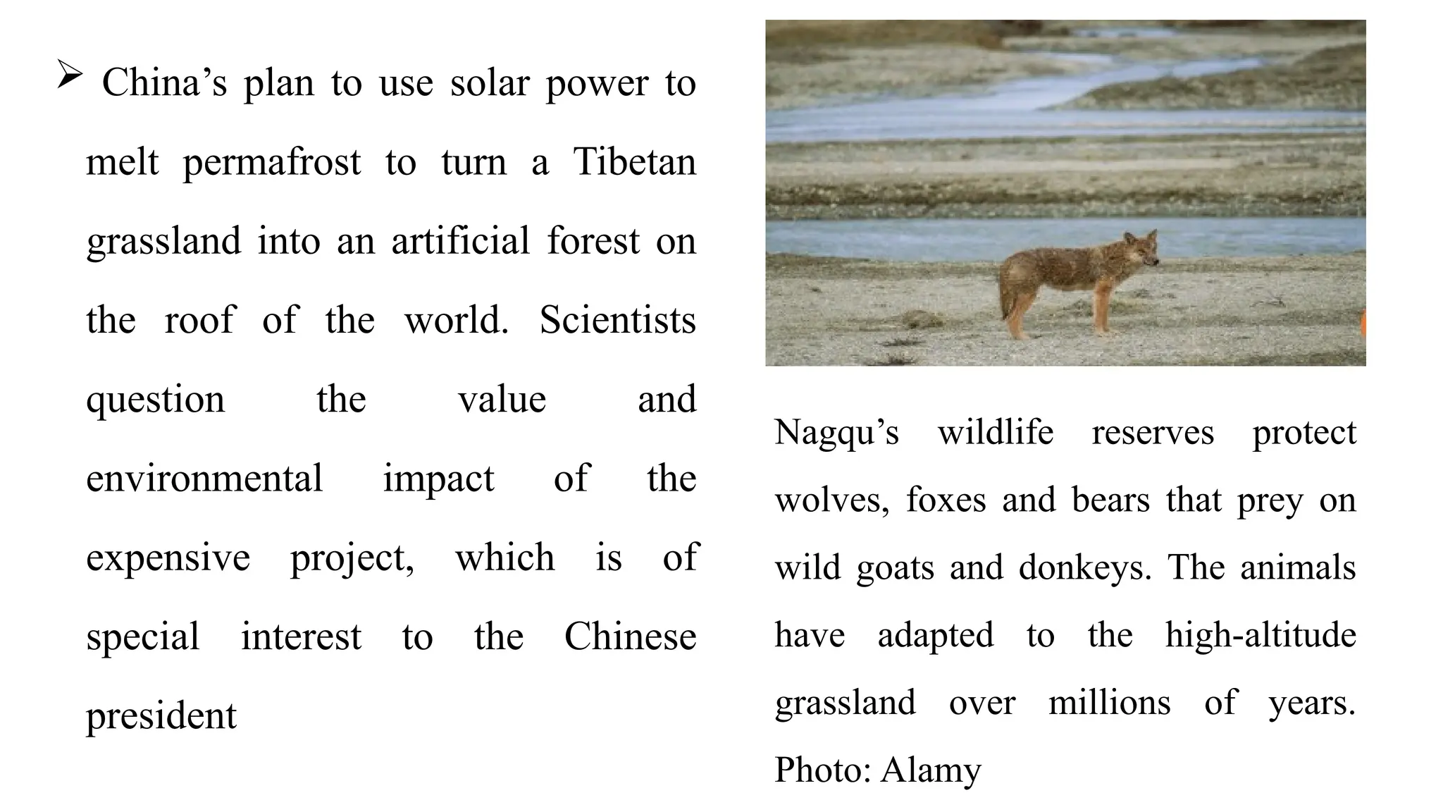  China’s plan to use solar power to
melt permafrost to turn a Tibetan
grassland into an artificial forest on
the roof of the world. Scientists
question the value and
environmental impact of the
expensive project, which is of
special interest to the Chinese
president
Nagqu’s wildlife reserves protect
wolves, foxes and bears that prey on
wild goats and donkeys. The animals
have adapted to the high-altitude
grassland over millions of years.
Photo: Alamy
 