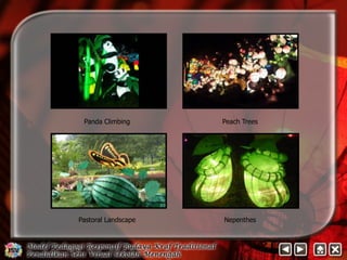 Panda Climbing Peach Trees 
Pastoral Landscape Nepenthes 
 