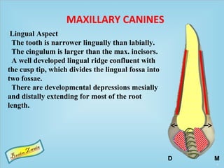 Lingual Aspect
The tooth is narrower lingually than labially.
The cingulum is larger than the max. incisors.
A well developed lingual ridge confluent with
the cusp tip, which divides the lingual fossa into
two fossae.
There are developmental depressions mesially
and distally extending for most of the root
length.
MAXILLARY CANINES
MD
 