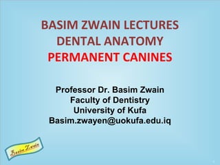 BASIM ZWAIN LECTURES
DENTAL ANATOMY
PERMANENT CANINES
Professor Dr. Basim Zwain
Faculty of Dentistry
University of Kufa
Basim.zwayen@uokufa.edu.iq
 