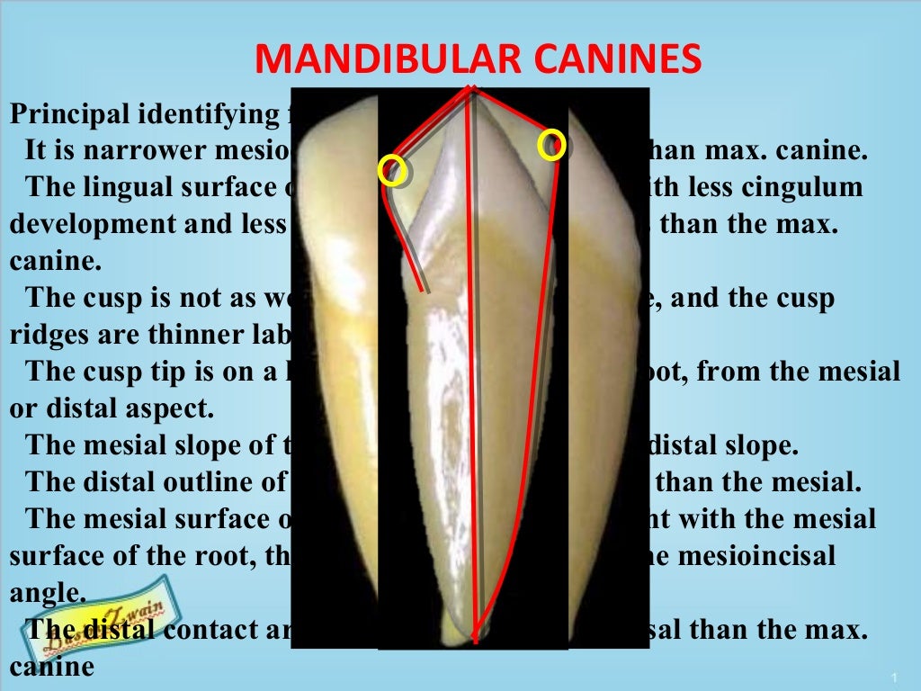 Permanent canines