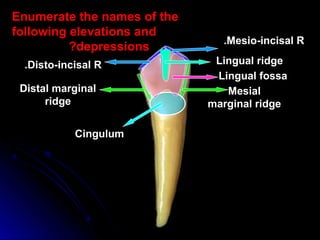 Marginal Ridges Leveling Permanent canines | PPT