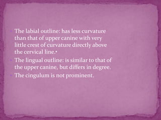  The labial outline: has less curvature
than that of upper canine with very
little crest of curvature directly above
the cervical line.•
 The lingual outline: is similar to that of
the upper canine, but differs in degree.
 The cingulum is not prominent.
 