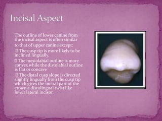  The outline of lower canine from
the incisal aspect is often similar
 to that of upper canine except:
 The cusp tip is more likely to be
inclined lingually.
 The mesiolabial outline is more
convex while the distolabial outline
is flat or concave
 The distal cusp slope is directed
slightly lingually from the cusp tip
which gives the incisal part of the
crown a distolingual twist like
lower lateral incisor.
 