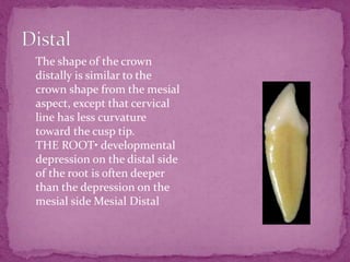The shape of the crown
distally is similar to the
crown shape from the mesial
aspect, except that cervical
line has less curvature
toward the cusp tip.
THE ROOT• developmental
depression on the distal side
of the root is often deeper
than the depression on the
mesial side Mesial Distal
 