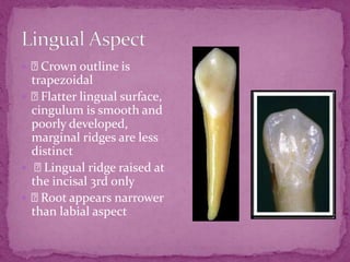 Permanent Mandibular Canine | PPT