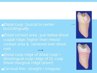 Cuspal Ridges PERMANENTMANDIBULAR FIRST MOLAR -Oral pathology is a dental specialty ...