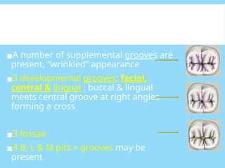PERMANENTMANDIBULAR FIRST MOLAR -Oral pathology is a dental specialty ...