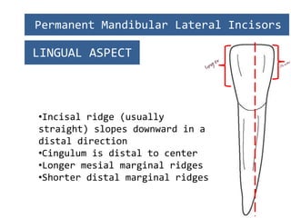 Permanent Mandibular Incisors PPT_221103_133254.pdf